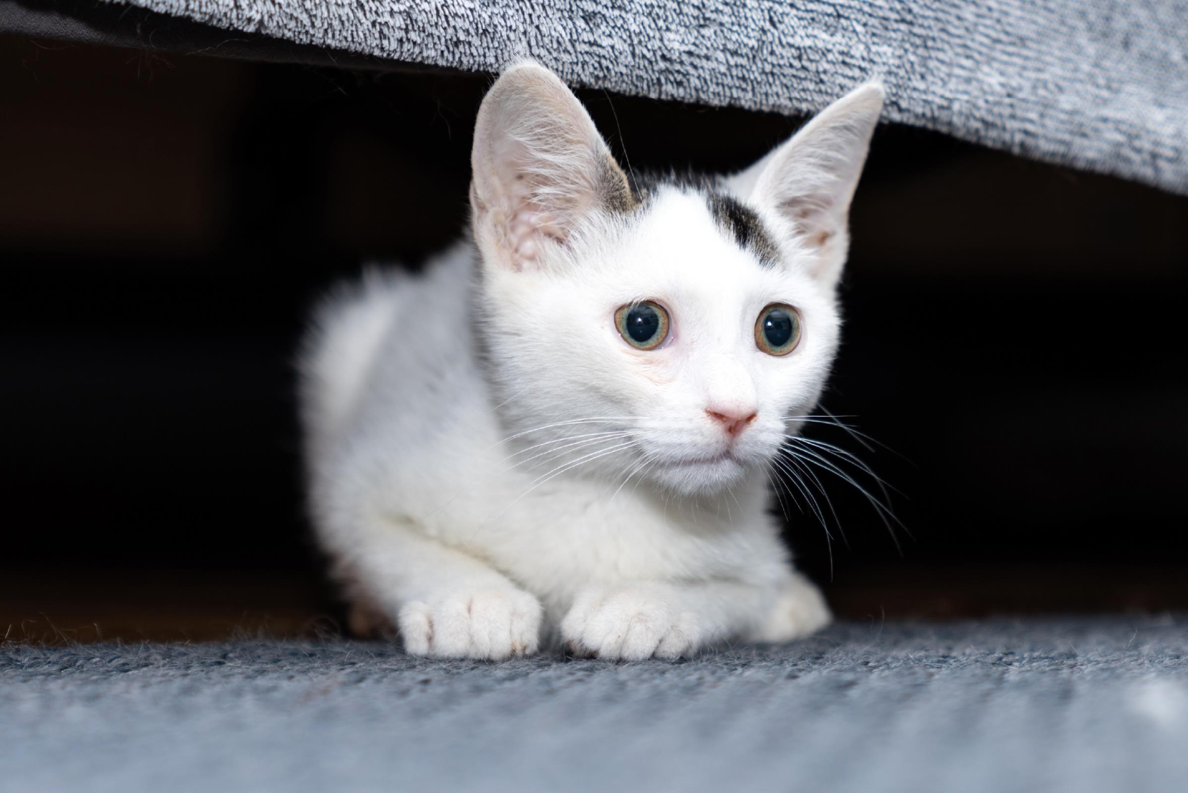 ¿Como calmar la ansiedad en gatos?